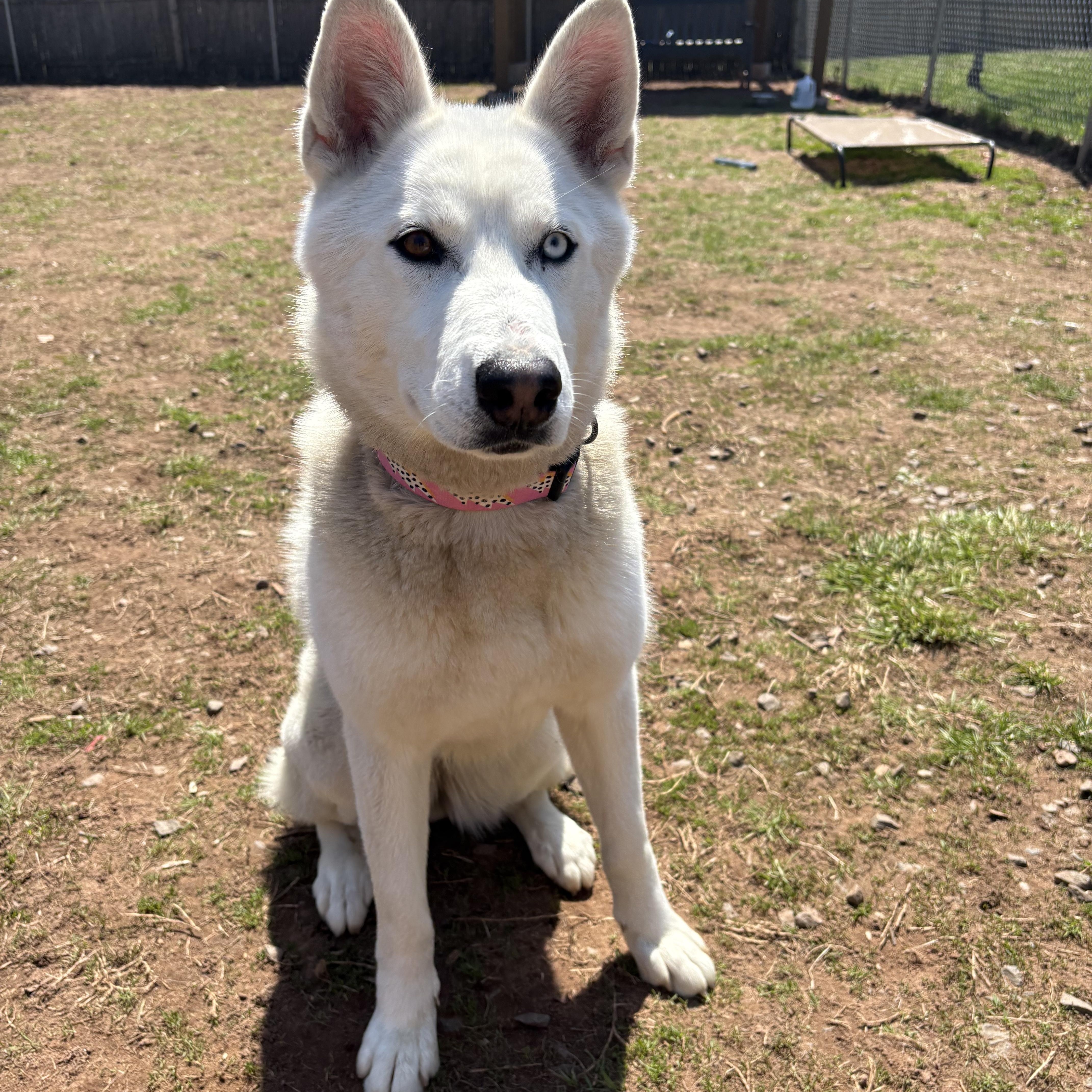 A young large-sized female Husky dog named Twix for adoption in North Haven, CT