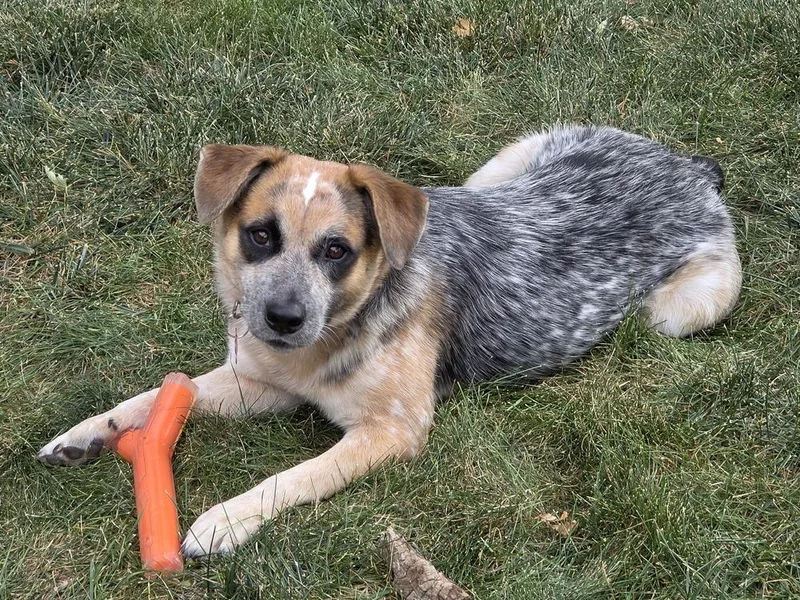 An adult medium-sized male Australian Cattle Dog / Blue Heeler dog named Dingo for adoption in Thornton, CO