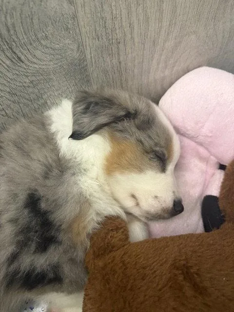 A baby medium-sized male Australian Shepherd dog named Justice for adoption in St. Louis, MO