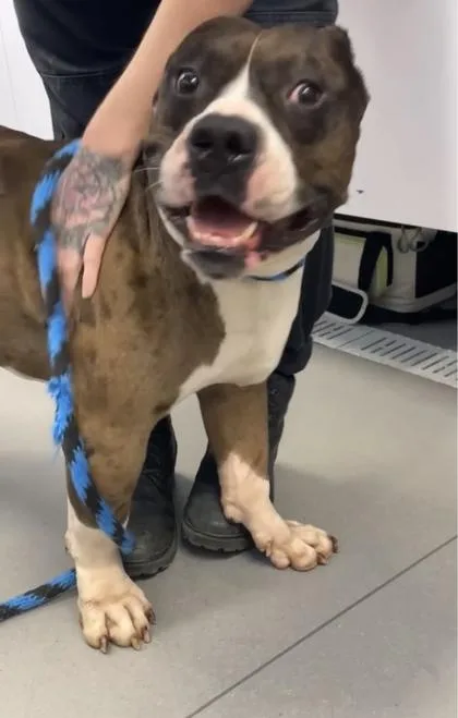An adult large-sized male Mixed Breed dog named Ribeye for adoption in West Chester, PA