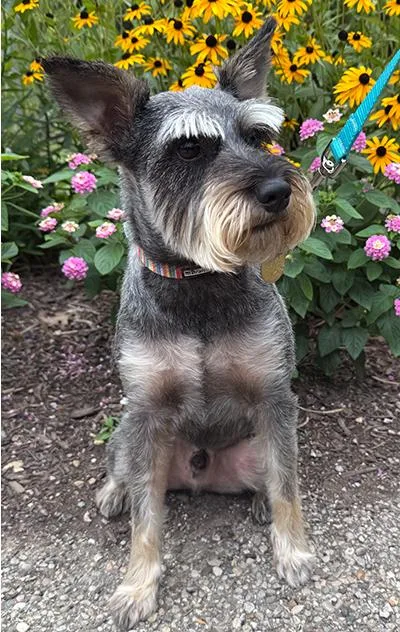 An adult small-sized male Gray / Blue / Silver Miniature Schnauzer dog named Rue for adoption in Miamisburg, OH
