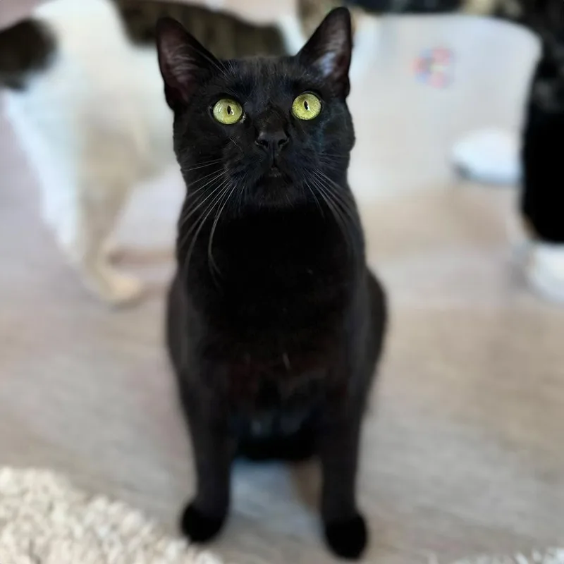 Tom Delonge thumbnail 2