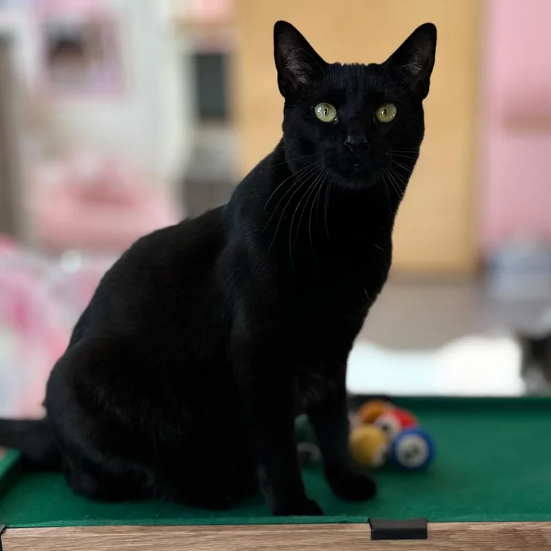 Tom Delonge thumbnail 3