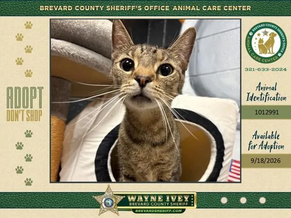 An adult small-sized male Domestic Short Hair cat named Bentley Titan for adoption in Melbourne, FL