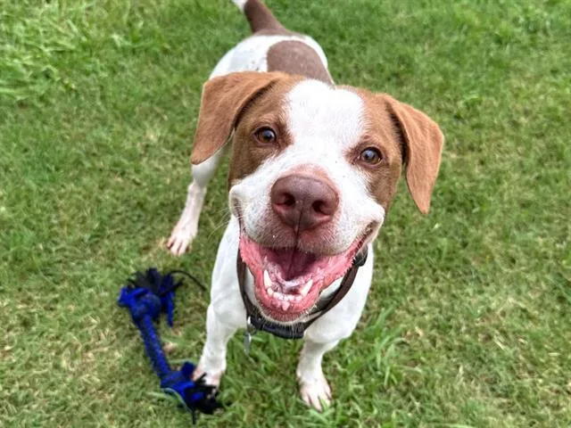 An adult medium-sized male Hound dog named Ebenezer for adoption in Haw River, NC