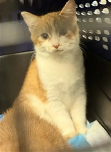 A baby small-sized male Domestic Short Hair cat named Ash for adoption in Oklahoma City, OK