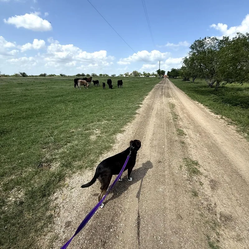 An adult medium-sized female Gray / Blue / Silver Mixed Breed dog named Abby for adoption in Lockhart, TX