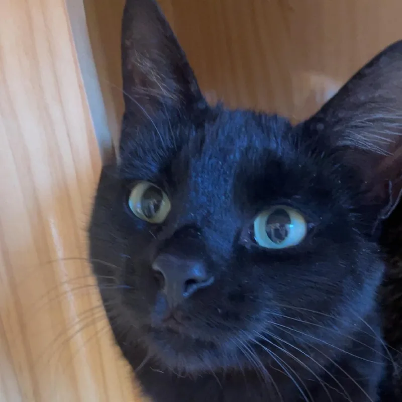 An adult medium-sized female Black Domestic Short Hair cat named Jasper for adoption in Torrey, UT