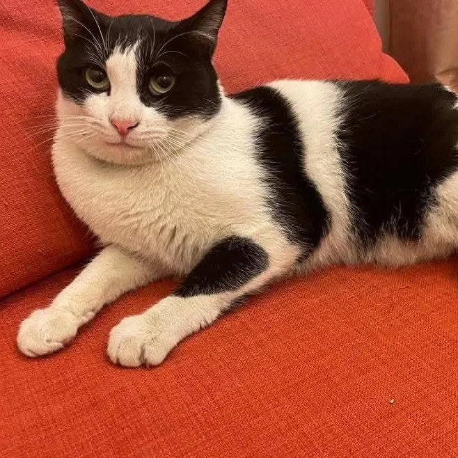 An adult medium-sized male Black & White / Tuxedo Domestic Short Hair cat named Robert for adoption in Waltham, MA