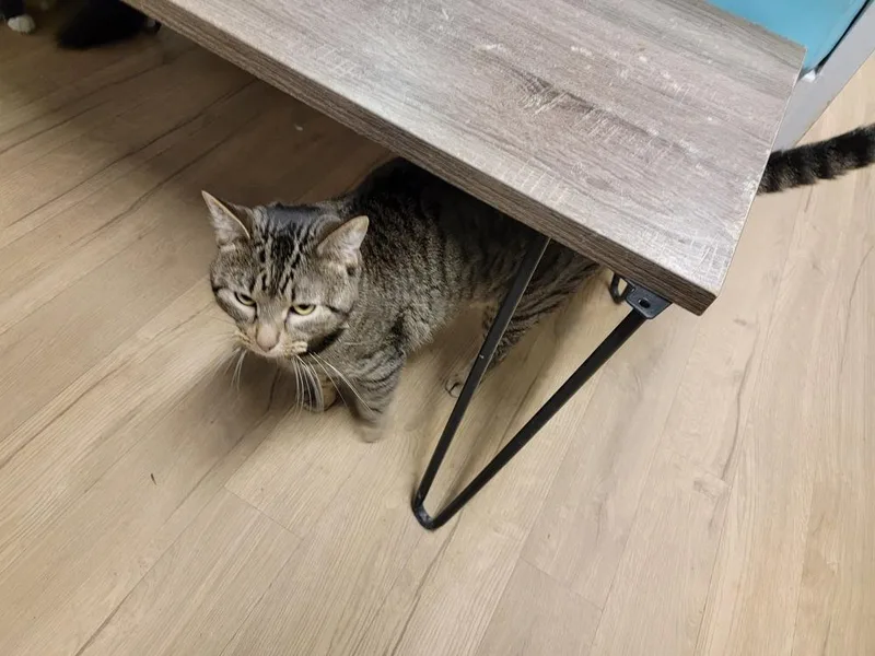 An adult large-sized male Tabby (Brown / Chocolate) Domestic Short Hair cat named Macgyver for adoption in Bossier City, LA