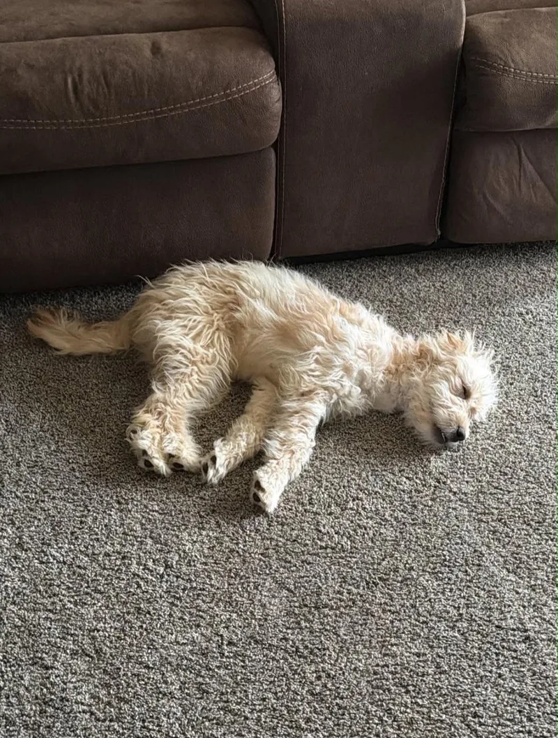 A young medium-sized female Poodle dog named Cleo for adoption in Grafton, WI