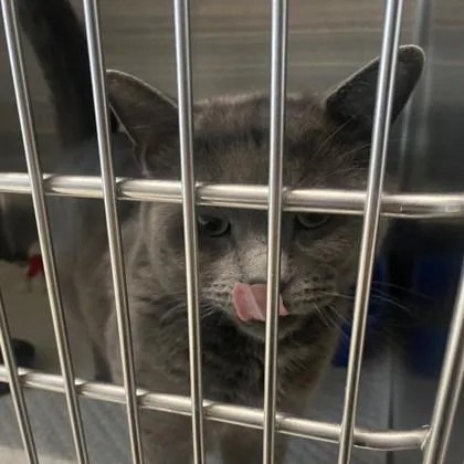 Sterling thumbnail 3