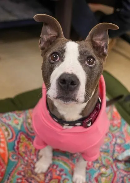 Miss Piggy thumbnail 2