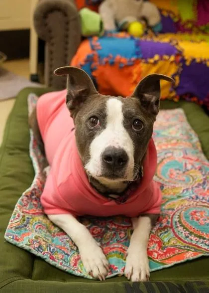 Miss Piggy thumbnail 3