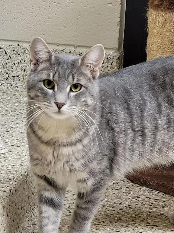 A young medium-sized male Gray & White Domestic Short Hair cat named Frost for adoption in Schaumburg, IL