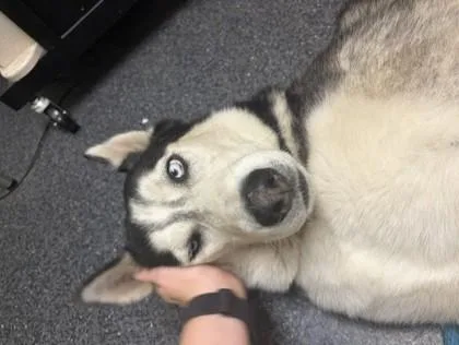 An adult large-sized male Siberian Husky dog named Lobo for adoption in Roseville, CA