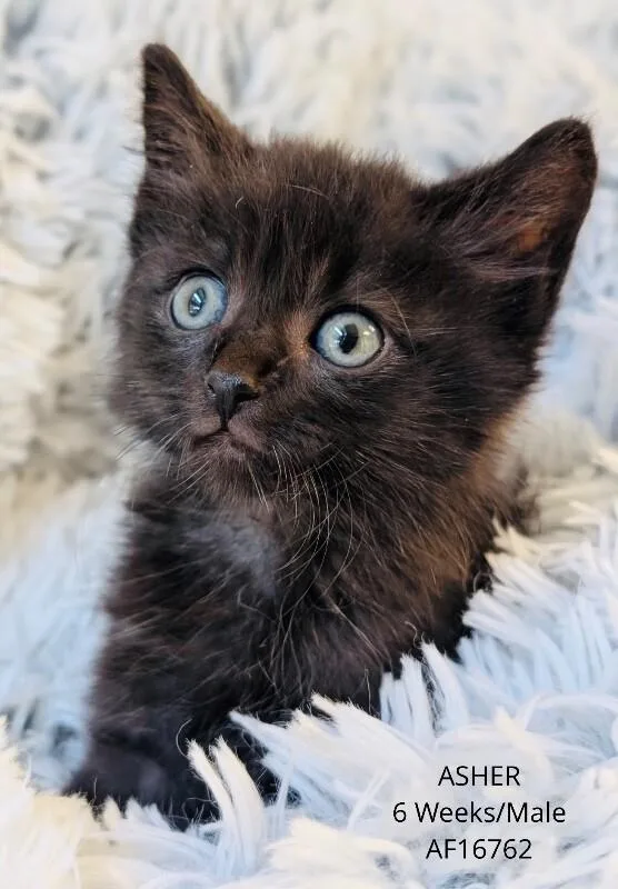 A young medium-sized male Domestic Short Hair cat named Asher for adoption in Supply, NC