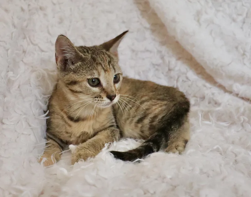 A baby medium-sized female Tabby (Buff / Tan / Fawn) Tabby cat named Nelly for adoption in Saint Augustine, FL