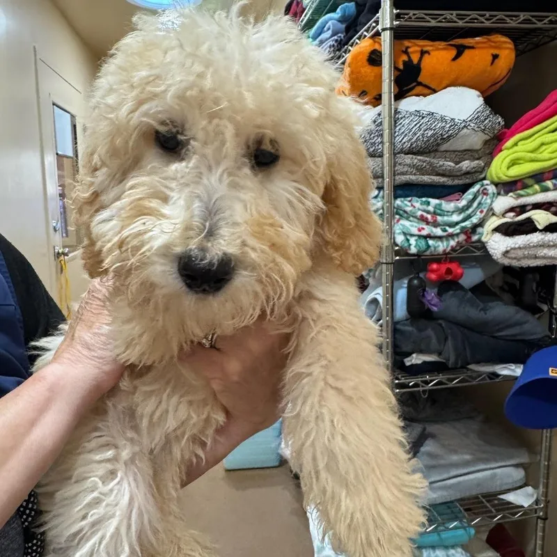 A baby small-sized female Yellow / Tan / Blond / Fawn Poodle dog named Marilyn for adoption in Agoura Hills, CA