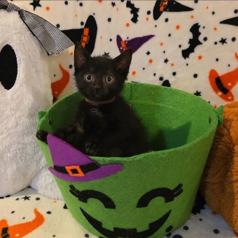 A baby medium-sized male Domestic Short Hair cat named Mavis for adoption in Moriches, NY