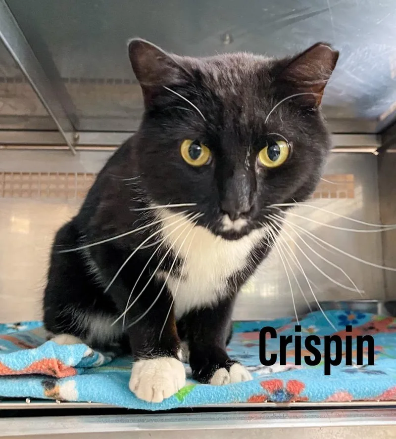 Crispin