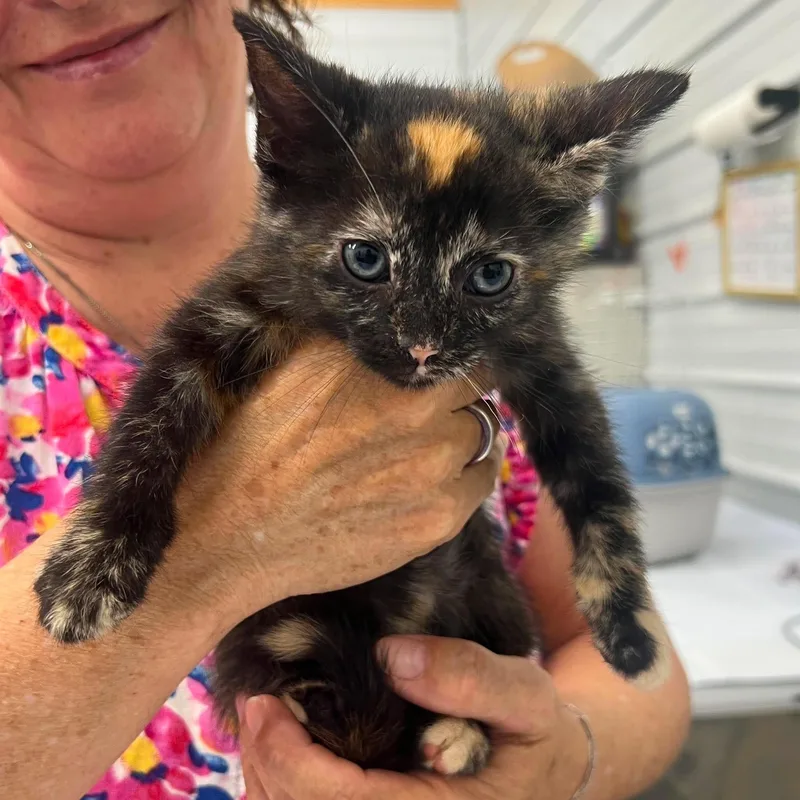 A young medium-sized female Tortoiseshell Domestic Short Hair cat named Violet for adoption in Leitchfield, KY