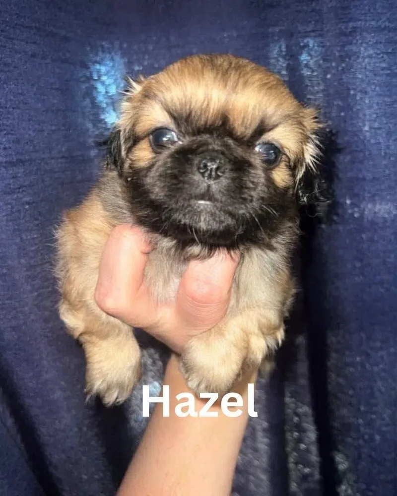 A baby small-sized female Pekingese dog named Hazel JC in MS for adoption in Warwick, RI