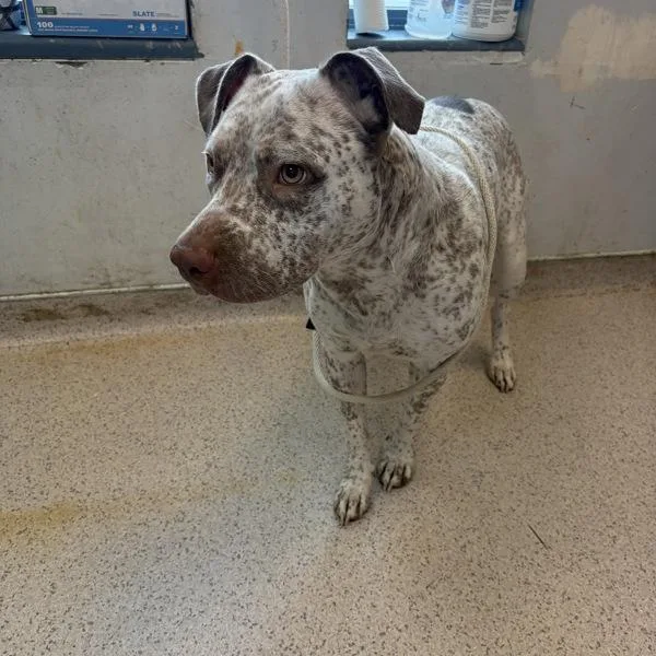An adult medium-sized female Mixed Breed dog named Diamond for adoption in New York, NY