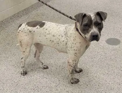 A young large-sized female Gray / Blue / Silver Pit Bull Terrier dog named Glitter for adoption in Kansas City, MO