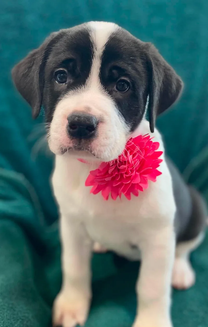 Zena