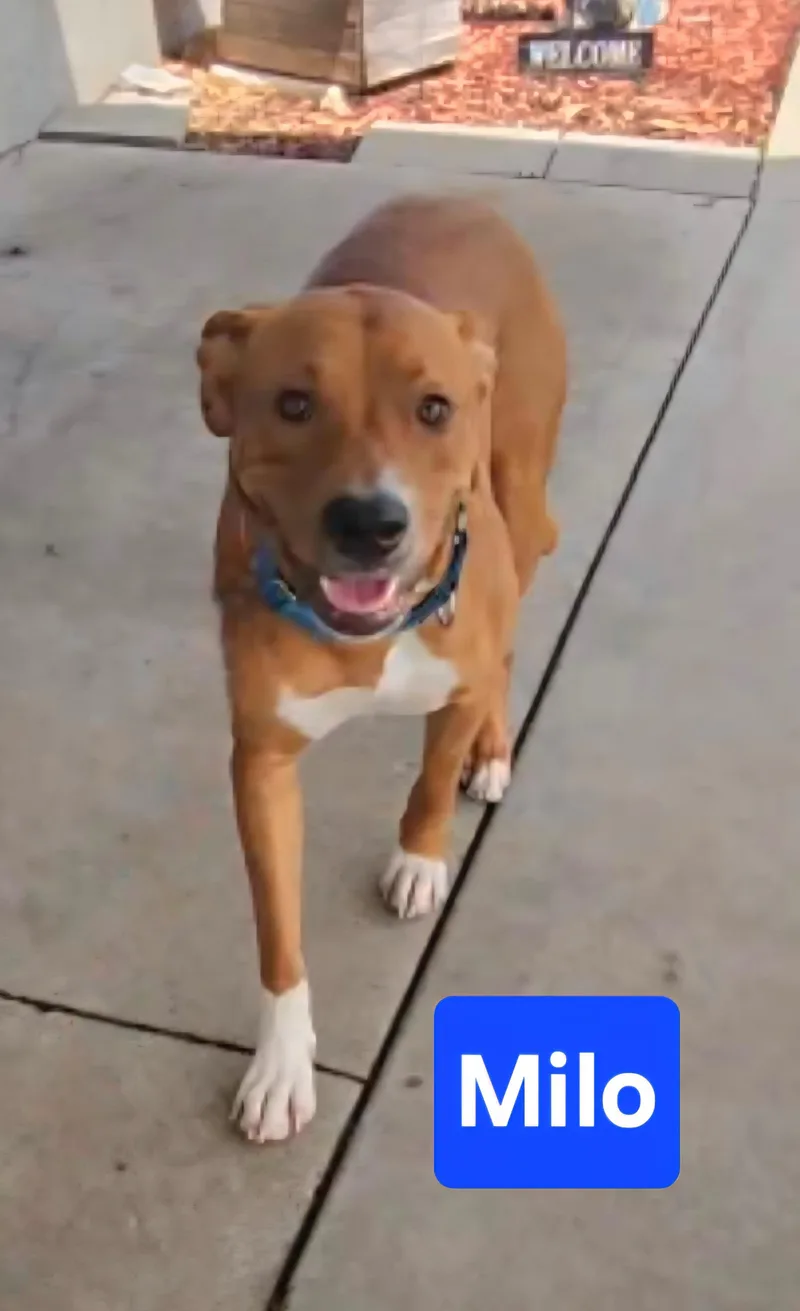 A young large-sized male Yellow / Tan / Blond / Fawn Hound dog named Milo for adoption in Clinton, MO