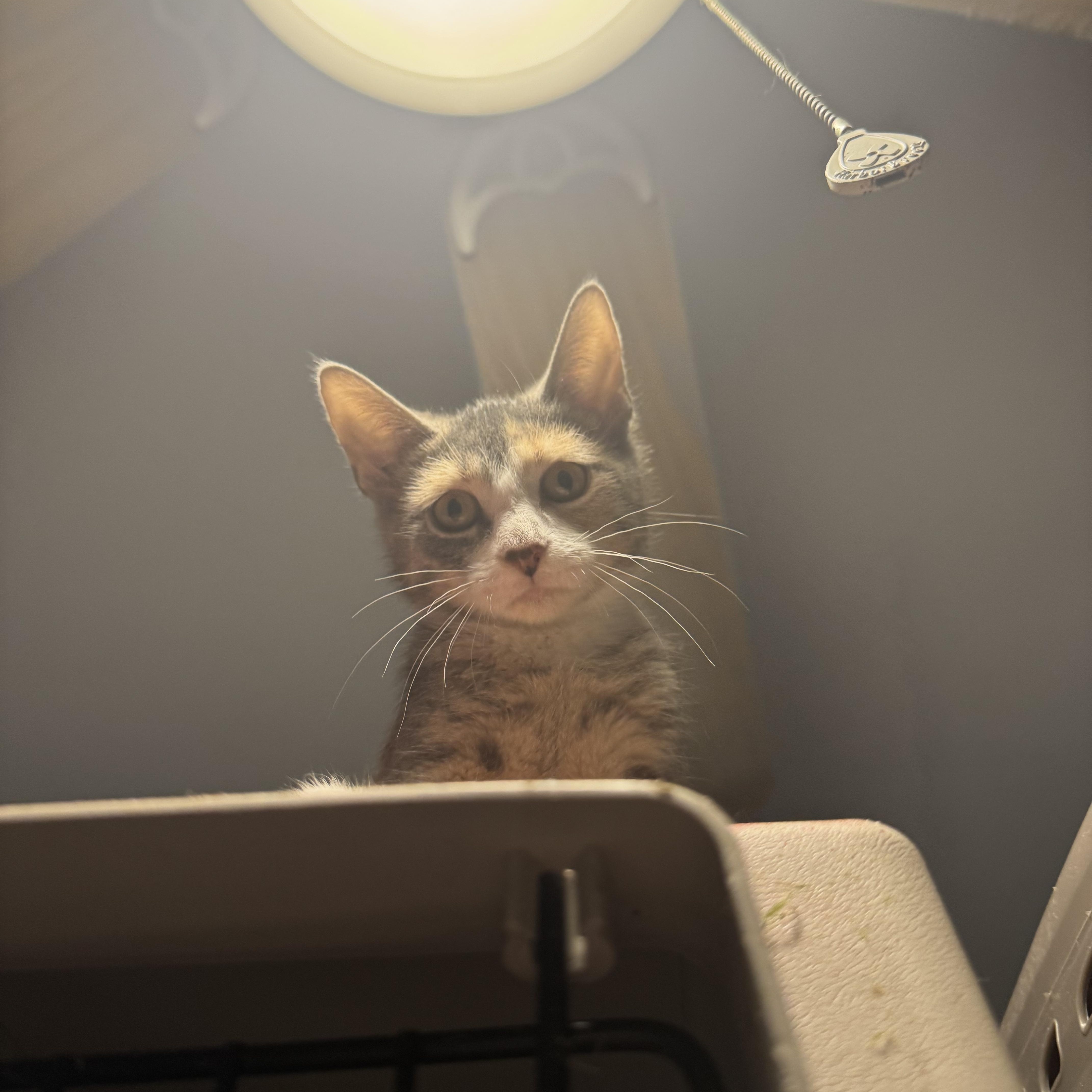 A baby small-sized female Dilute Calico Domestic Short Hair cat named Sylvie for adoption in Westville, NJ