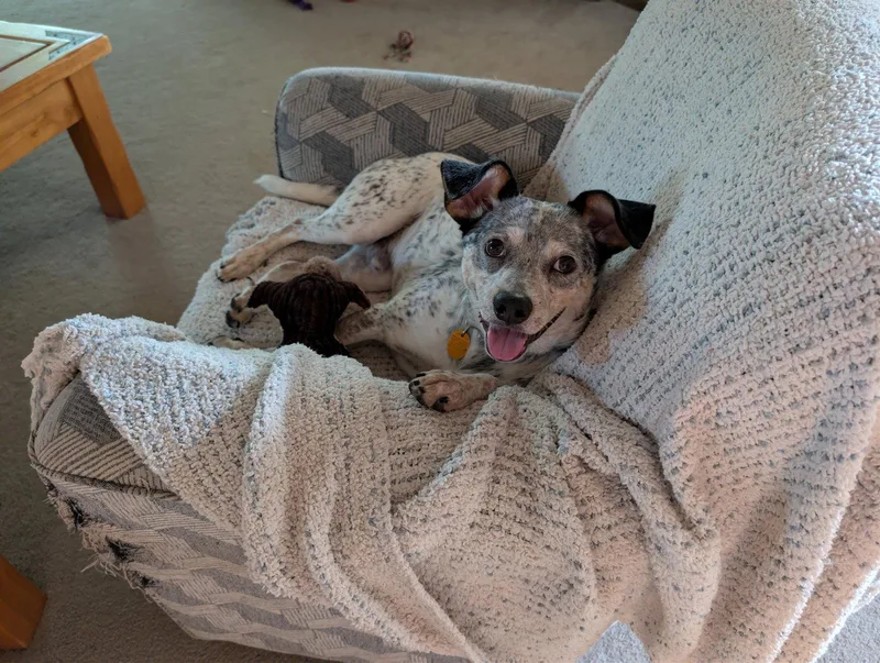 An adult medium-sized male Australian Cattle Dog / Blue Heeler dog named Patches for adoption in Evergreen, CO