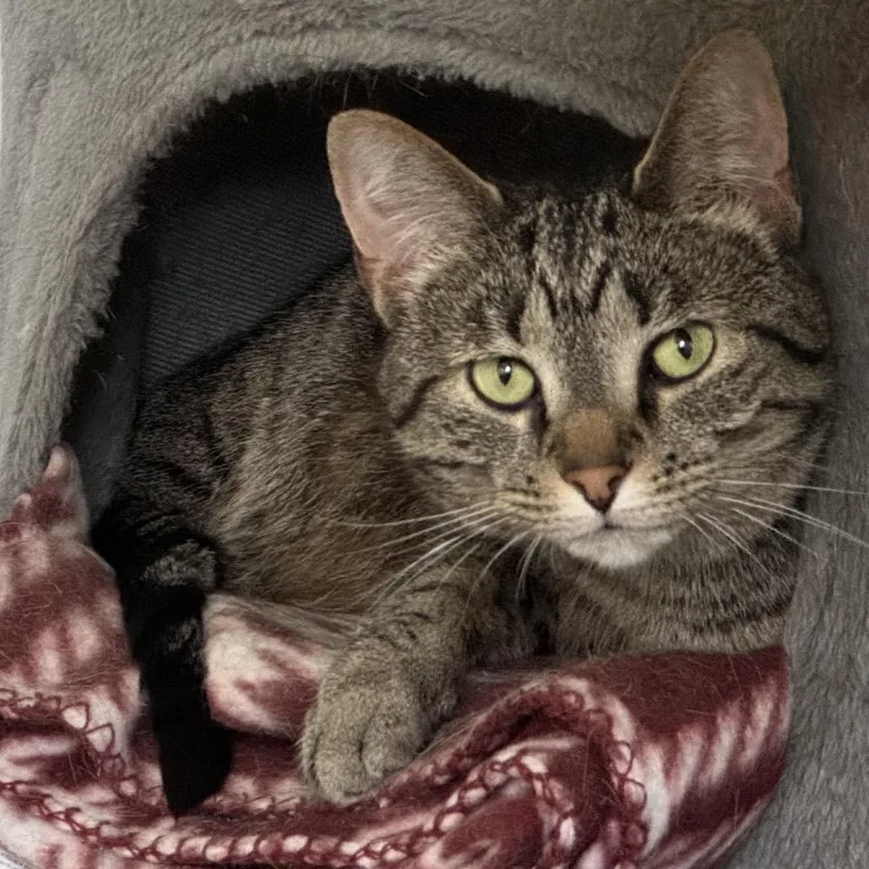 An adult small-sized female Brown / Chocolate Domestic Short Hair cat named Edith for adoption in Goshen, IN