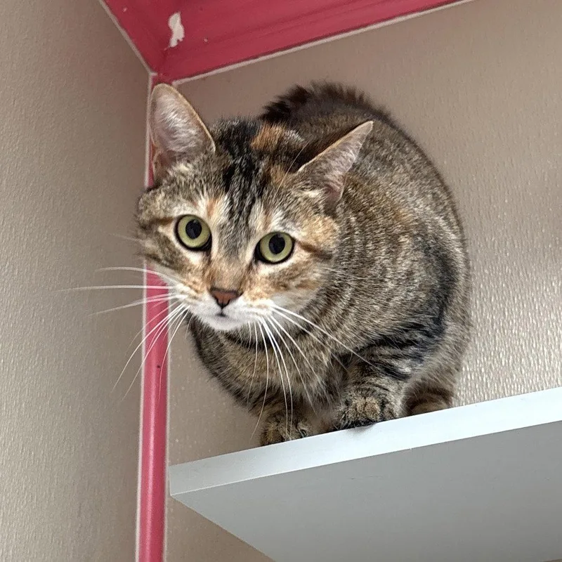 An adult medium-sized female Domestic Short Hair cat named Judy for adoption in Dallas, TX