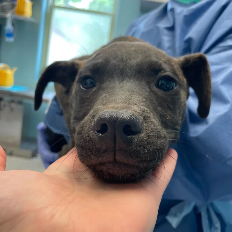 A baby small-sized male Black Pit Bull Terrier dog named Ozzy for adoption in Charlottesville, VA