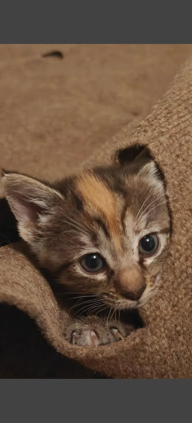 A baby medium-sized female Tabby (Brown / Chocolate) Domestic Short Hair cat named Mince for adoption in St. Clair, MO