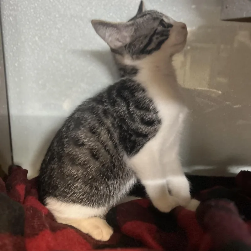A baby small-sized male Brown / Chocolate Domestic Short Hair cat named Chess for adoption in Point Richmond, CA