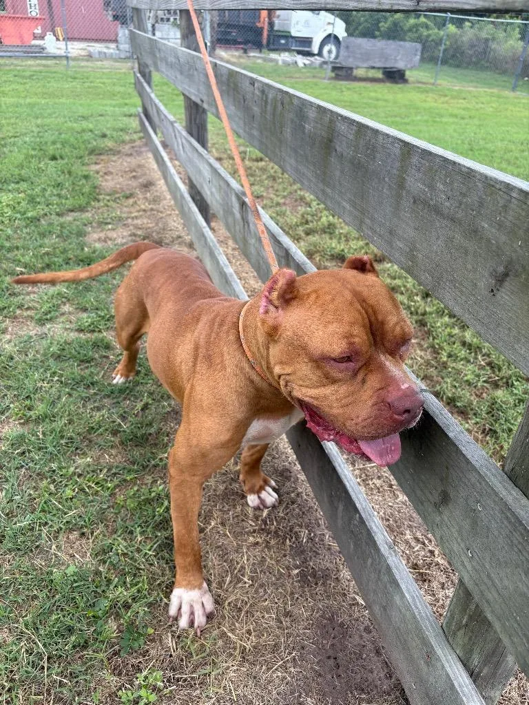 A young large-sized male Pit Bull Terrier dog named Remo for adoption in Wauchula, FL