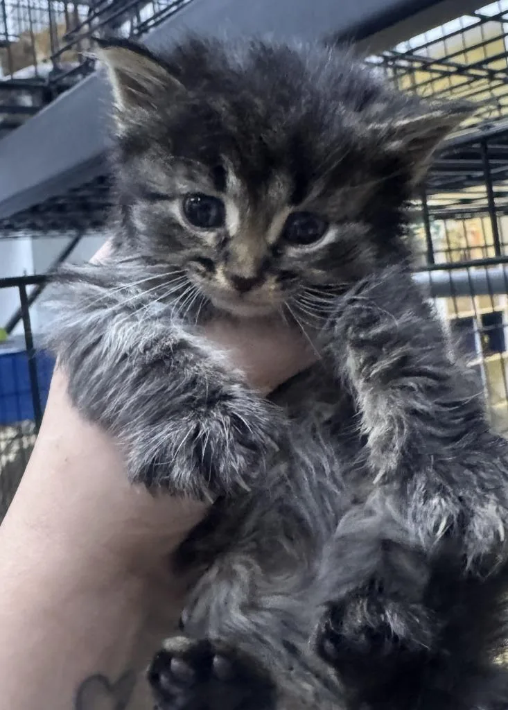 A baby medium-sized male Domestic Short Hair cat named Magnetite for adoption in St. Cloud, MN
