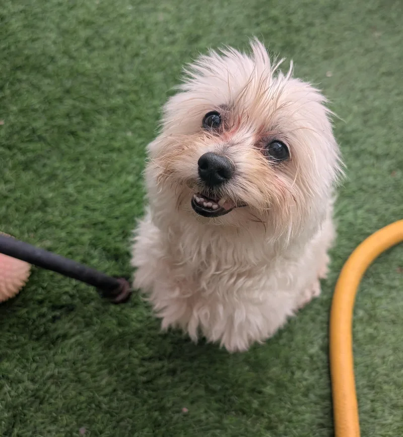 A senior small-sized male Maltipoo dog named Boo for adoption in Amelia, OH