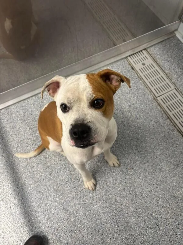 A young medium-sized female White / Cream Mixed Breed dog named Lane for adoption in bellefontaine, OH