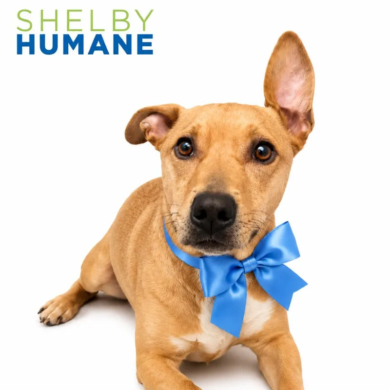 An adult medium-sized male Yellow / Tan / Blond / Fawn Mixed Breed dog named Brutus for adoption in Columbiana, AL