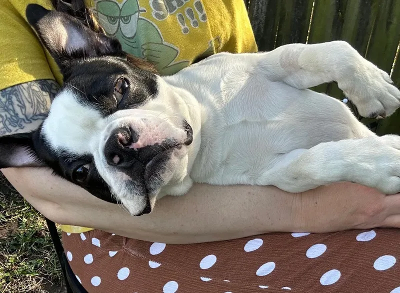 Mookie In Ia thumbnail 2