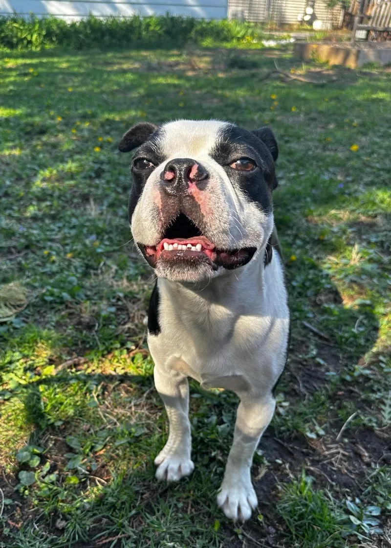 Mookie In Ia thumbnail 3