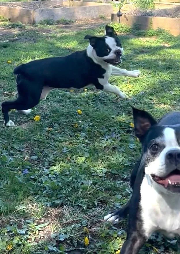 Mookie In Ia thumbnail 4