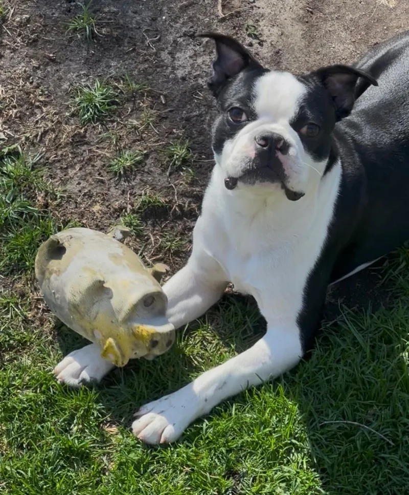 Mookie In Ia thumbnail 5