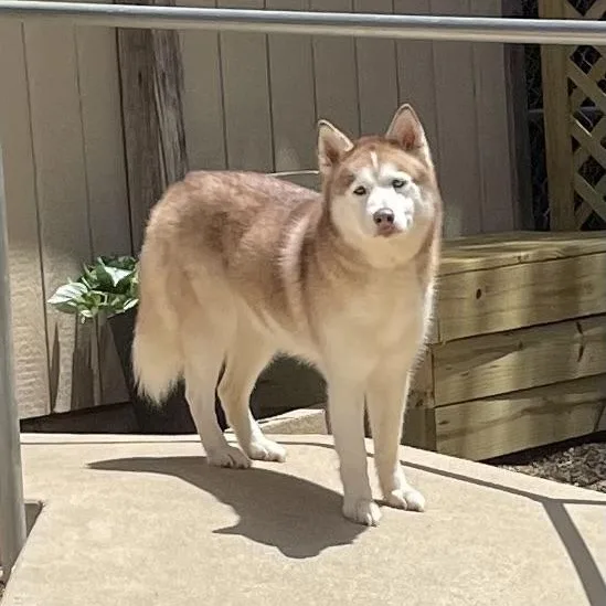 A young large-sized female White / Cream Husky dog named Alaska for adoption in Heber Springs, AR