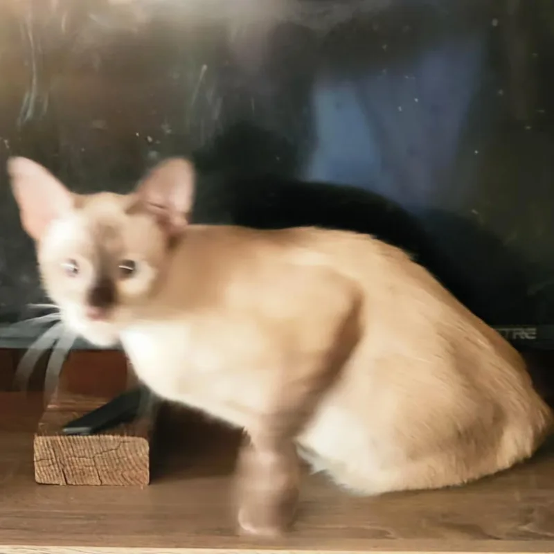 A young small-sized female Siamese cat named MSamantha for adoption in Arizona City, AZ