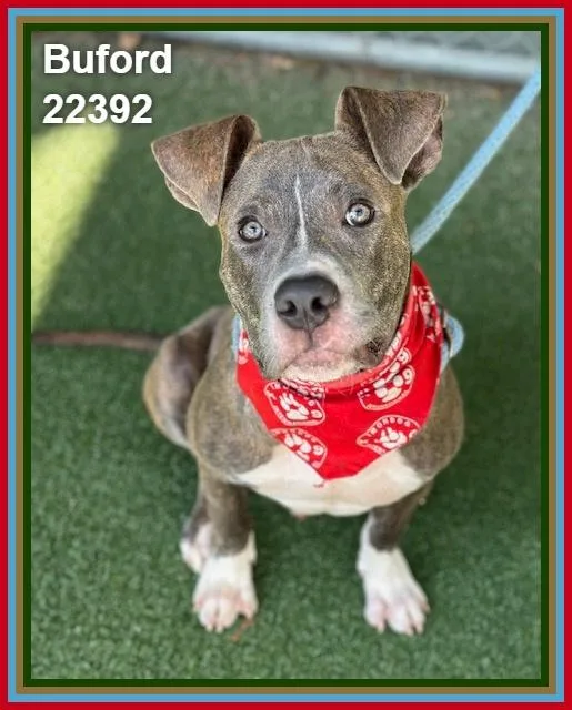 A baby medium-sized male Brindle Pit Bull Terrier dog named Buford for adoption in Marietta, GA